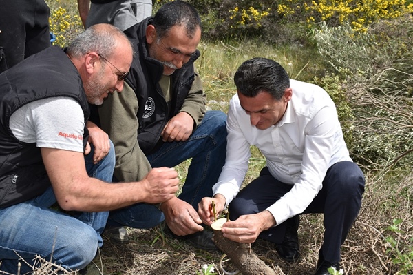 600600p22462EDNmainimg-tarim-yabani-zeytin-3.jpg