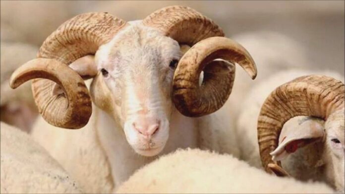 kurban-bayrami.jpg