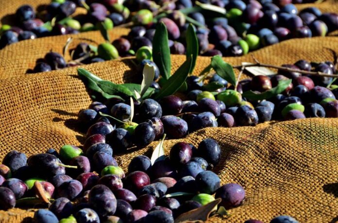 zeytin-21.jpg