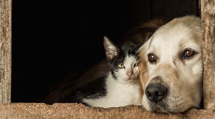 hayvan-kedi-kopek.jpg